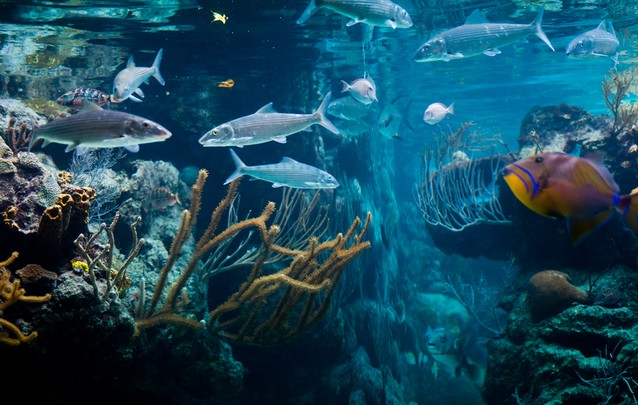 diving-caribean